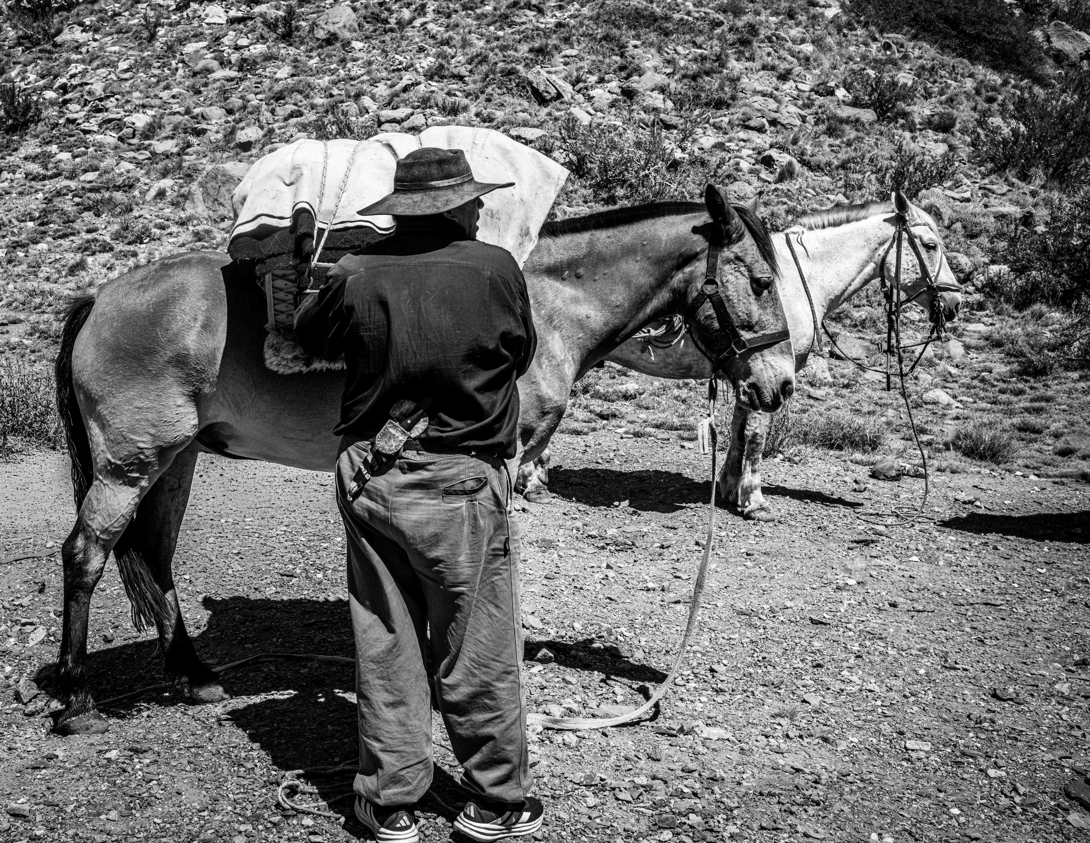Baqueano con caballos de carga en blanco y negro
