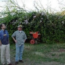 Zwei Männer begutachten blühende Sträucher neben einem roten Traktor