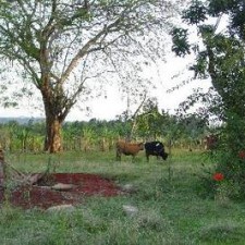 Rinder weiden unter Bäumen in der kenianischen Landschaft