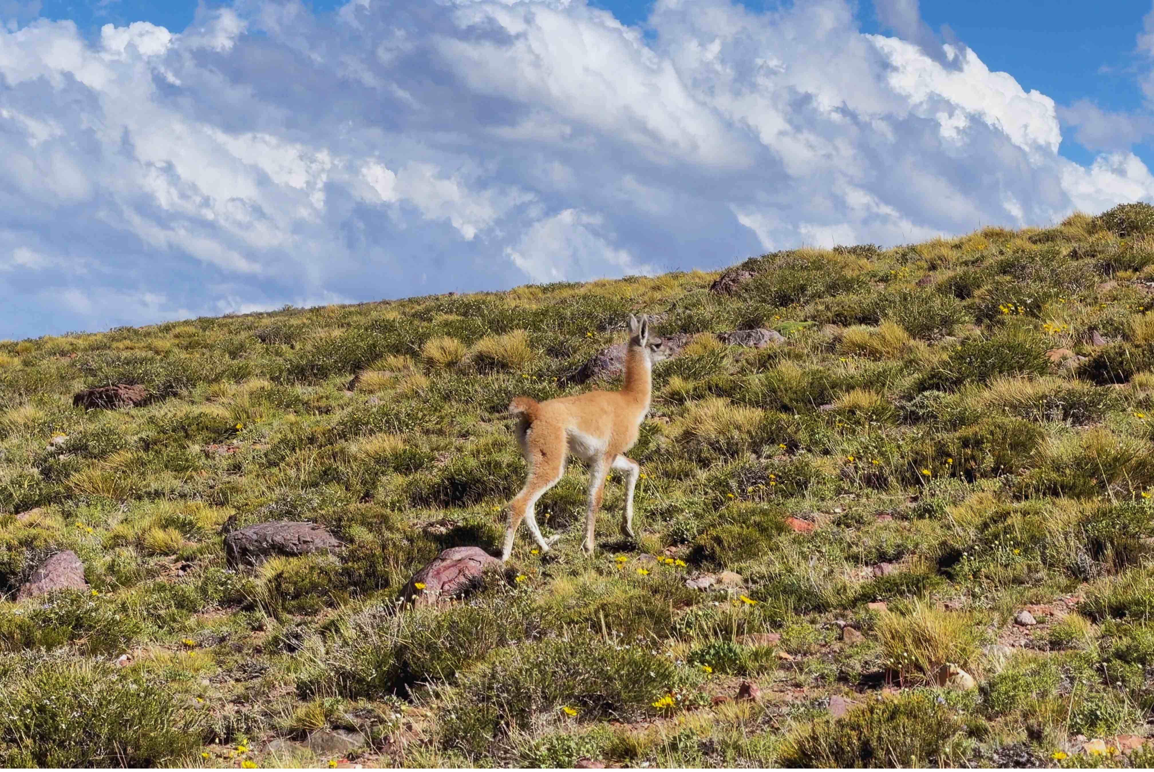 Guanaco joven en ladera de montaña bajo cielo nublado