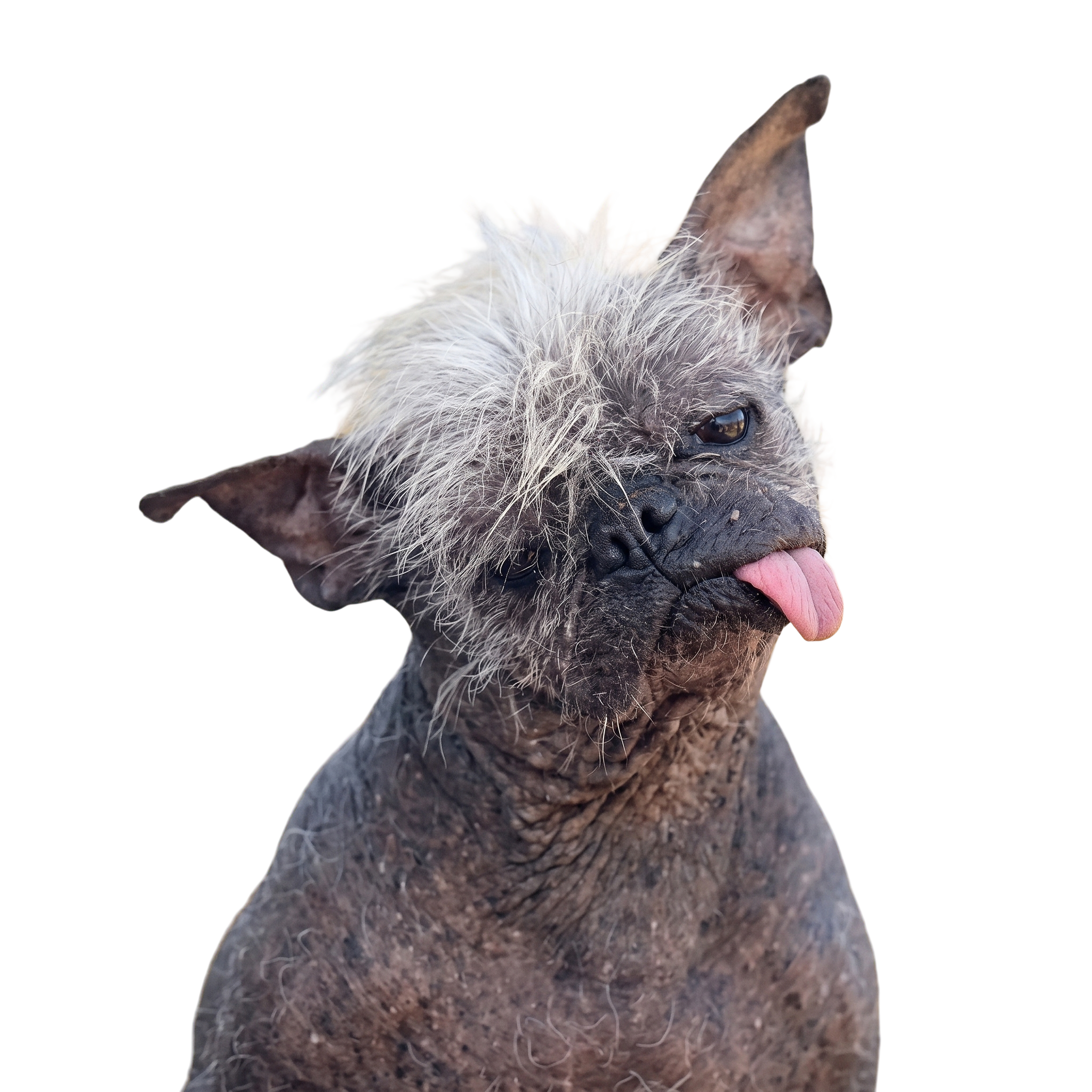 Mr Happy Face — the World's Ugliest Dog winner