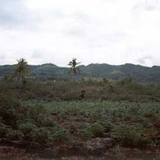 Landwirtschaftliches Feld mit Palmen und Bergen im Hintergrund