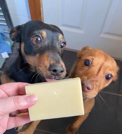Two small dogs