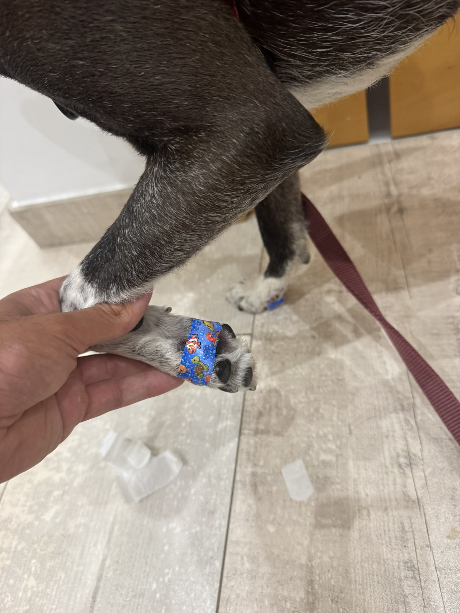 Sukuna's paw with a blue cartoon fish plaster after running on concrete