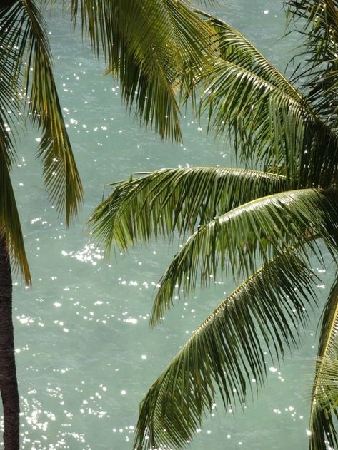 Palm fronds over sparkling water