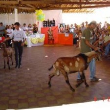Ziegen beim Fest im Pavillon