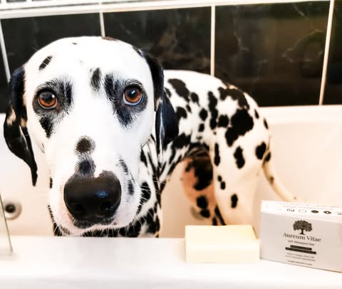 Dalmatian in bathtub