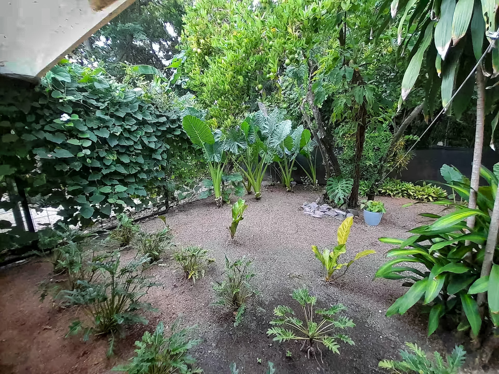 Lush tropical garden with dense vegetation, plants, and verdant landscape