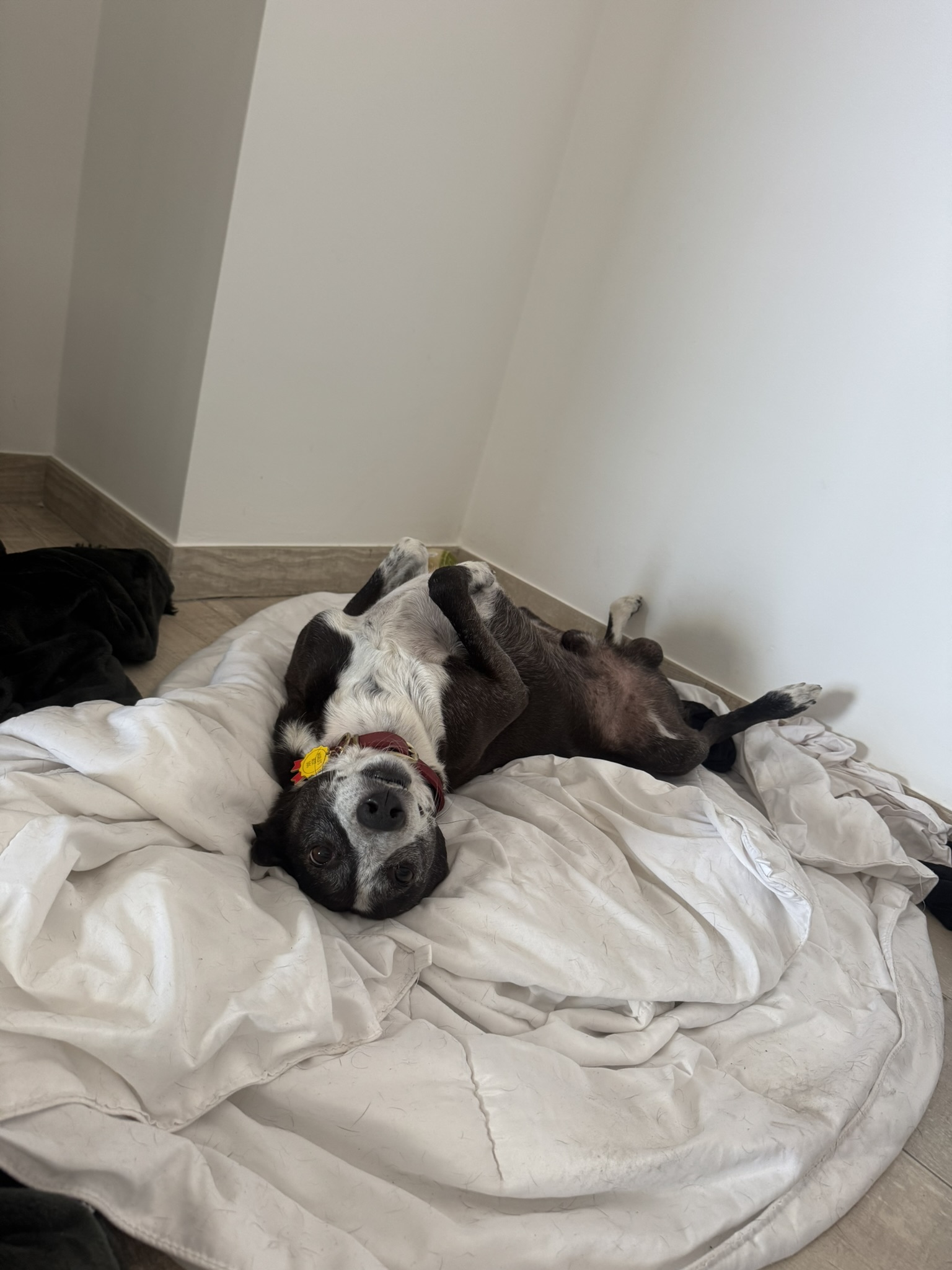 Sukuna lying belly-up on a white duvet looking at the camera