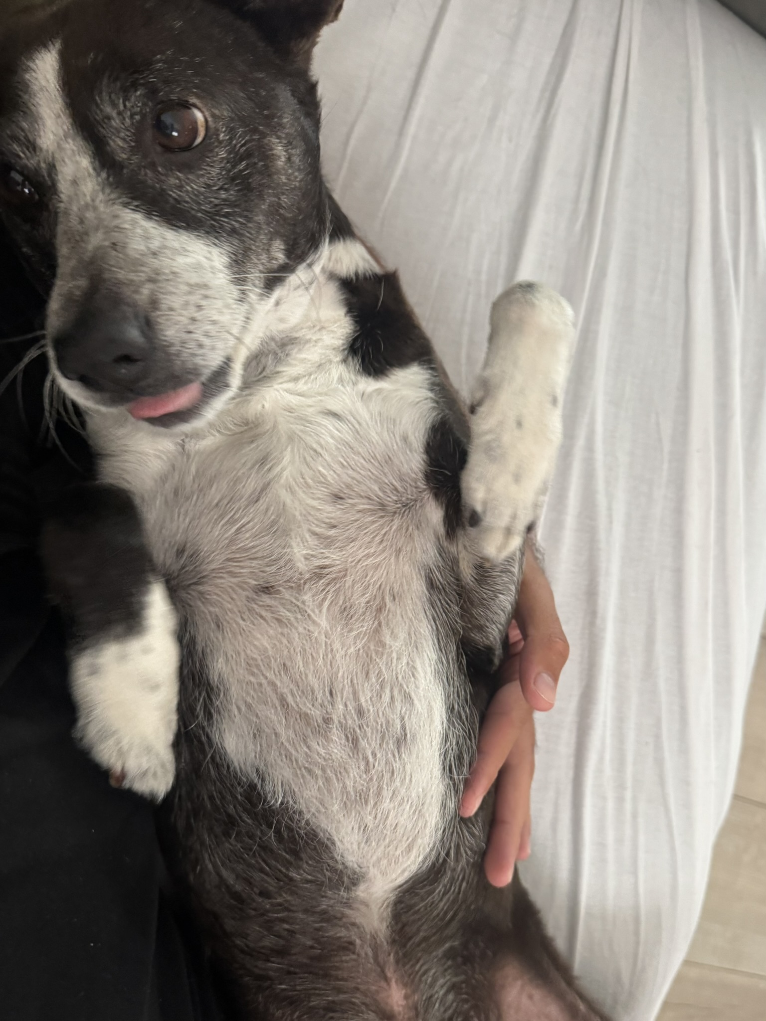 Sukuna lying on his back for a belly rub with his tongue poking out