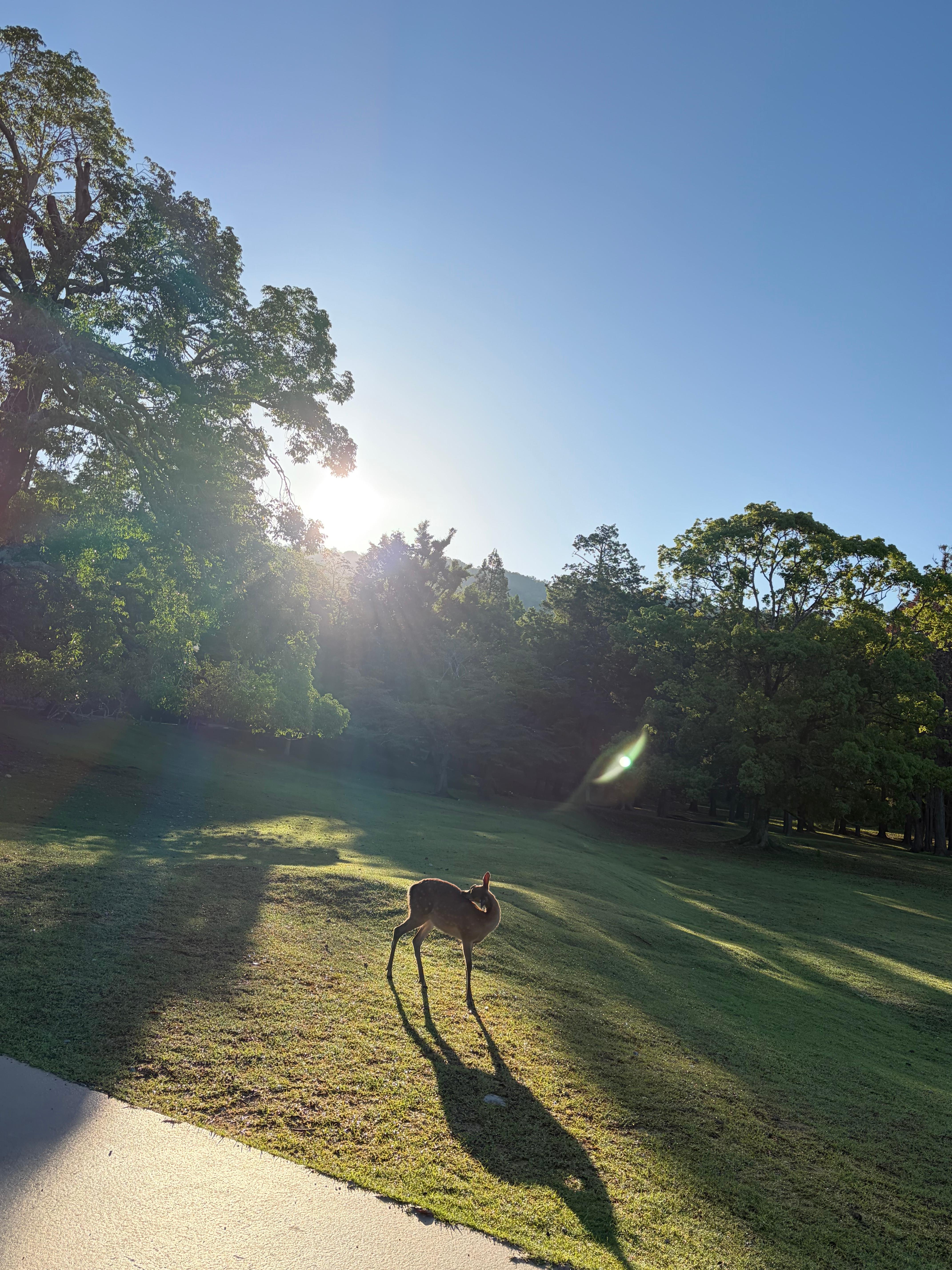 Deer in Nara Park at sunrise