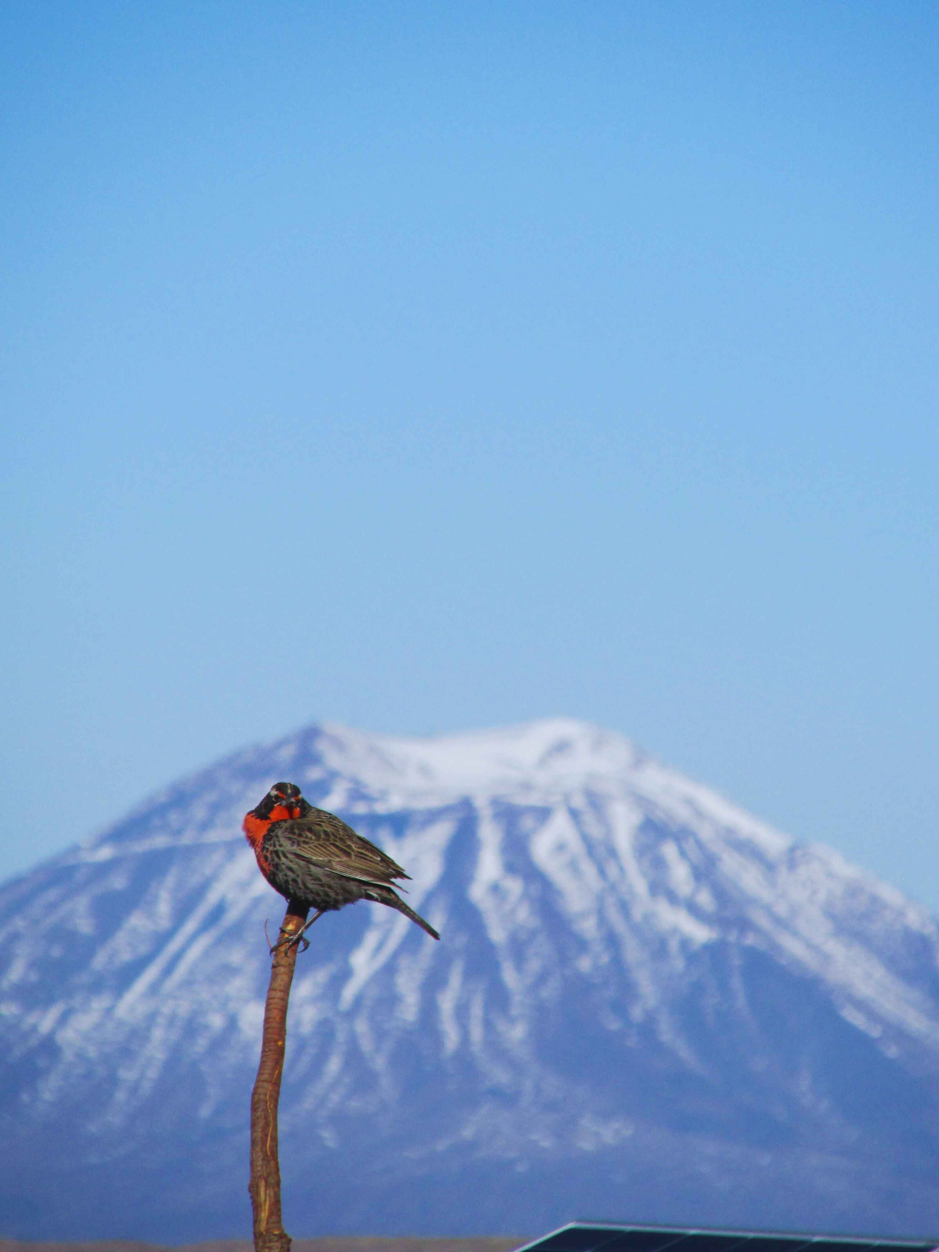 Loica posada en rama con volcán nevado de fondo