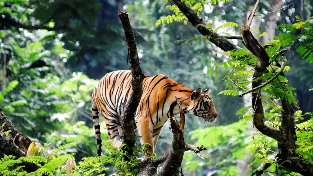 Thekkady - Wildlife & spice