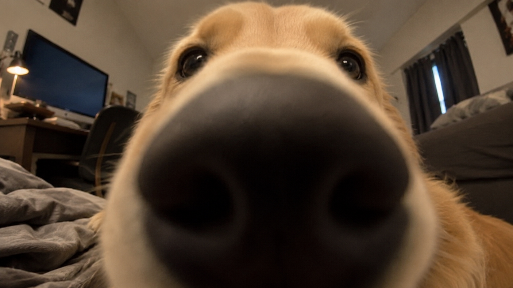 Dog nose close-up bedroom