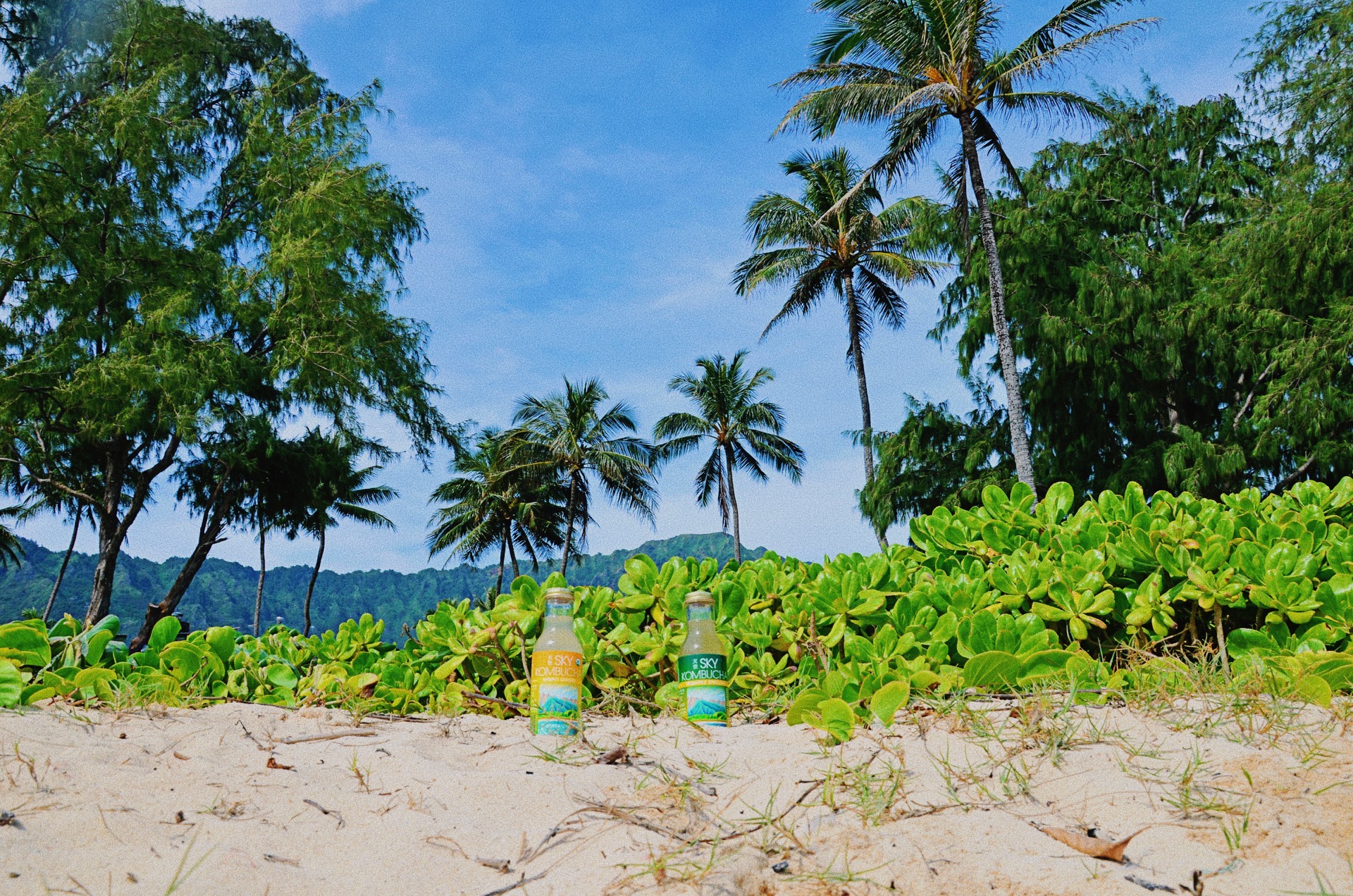 SKY Kombucha bottles on beach with palm trees and naupaka