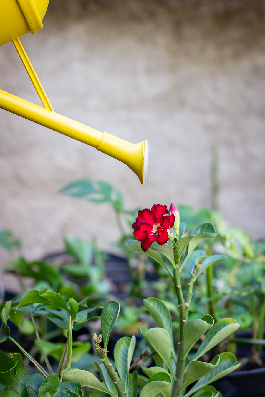 Regador amarelo sobre flores vermelhas