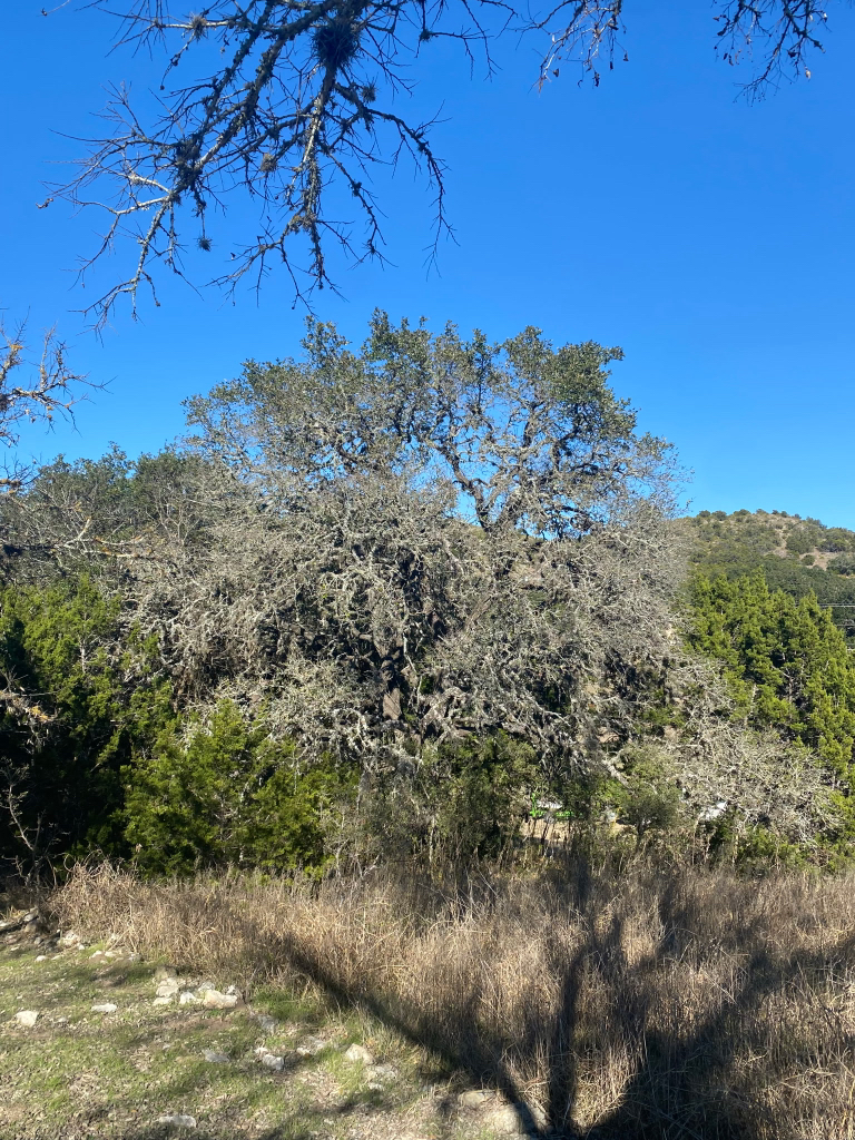Before lot clearing