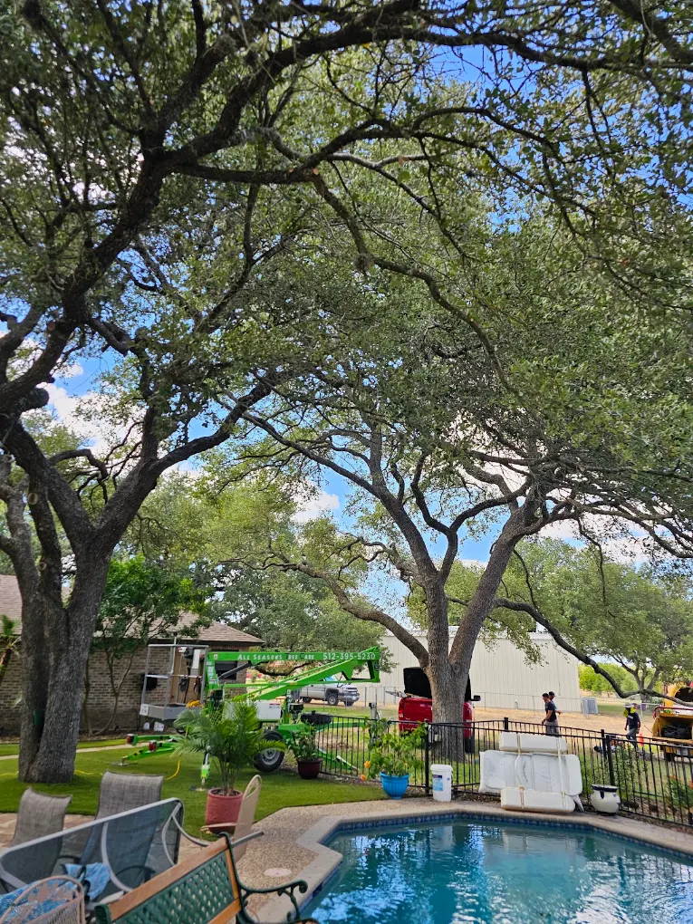 Tree care project 3