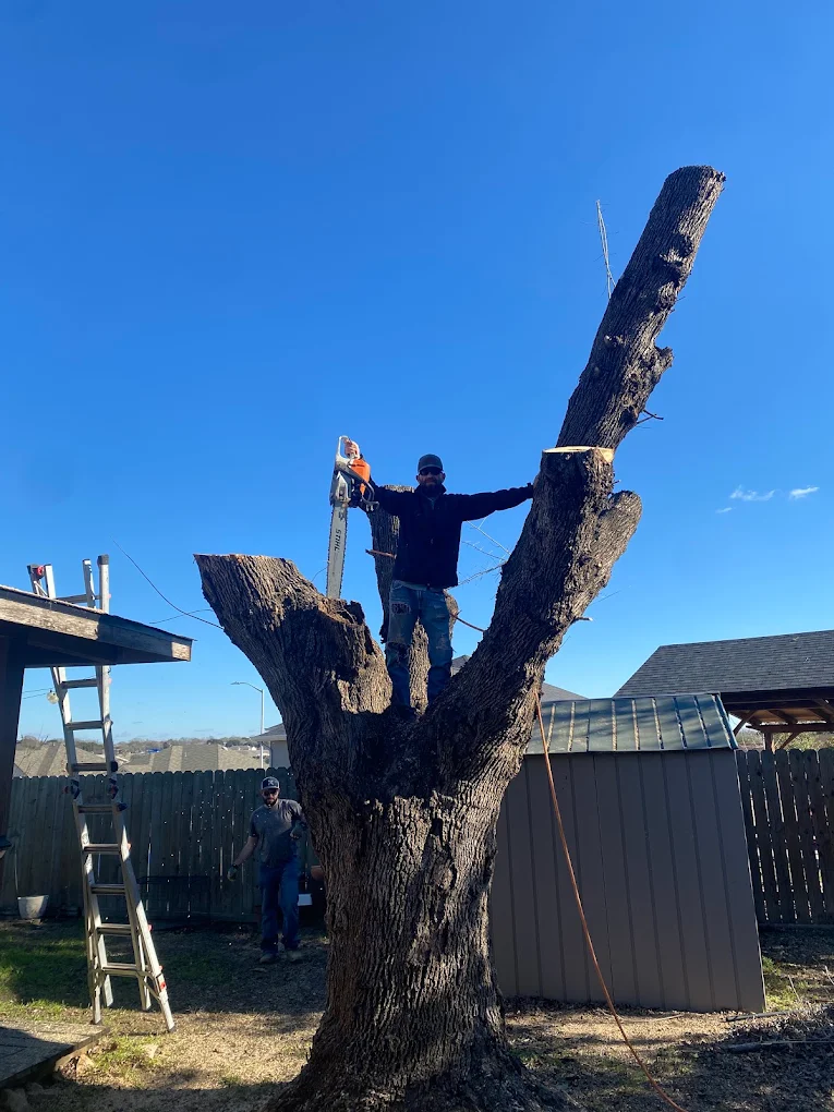 Tree Removal