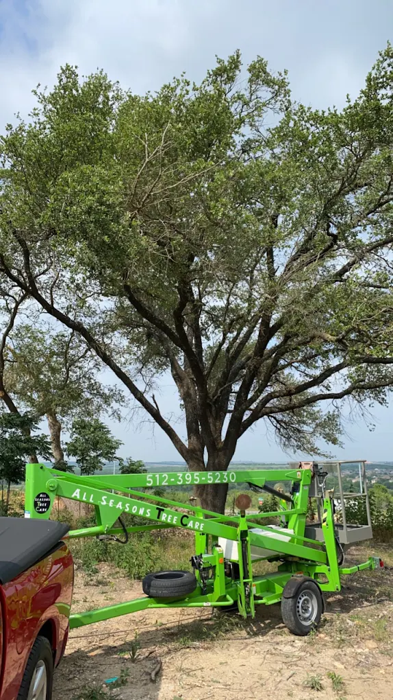 Tree care project 1