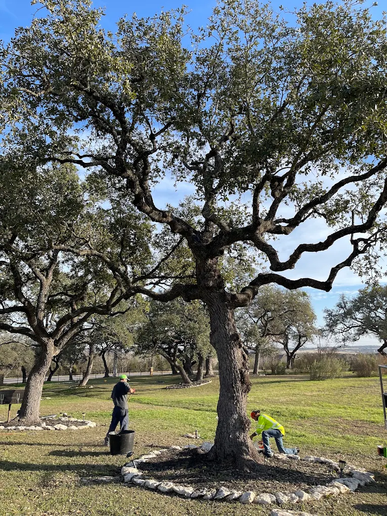 Tree Care