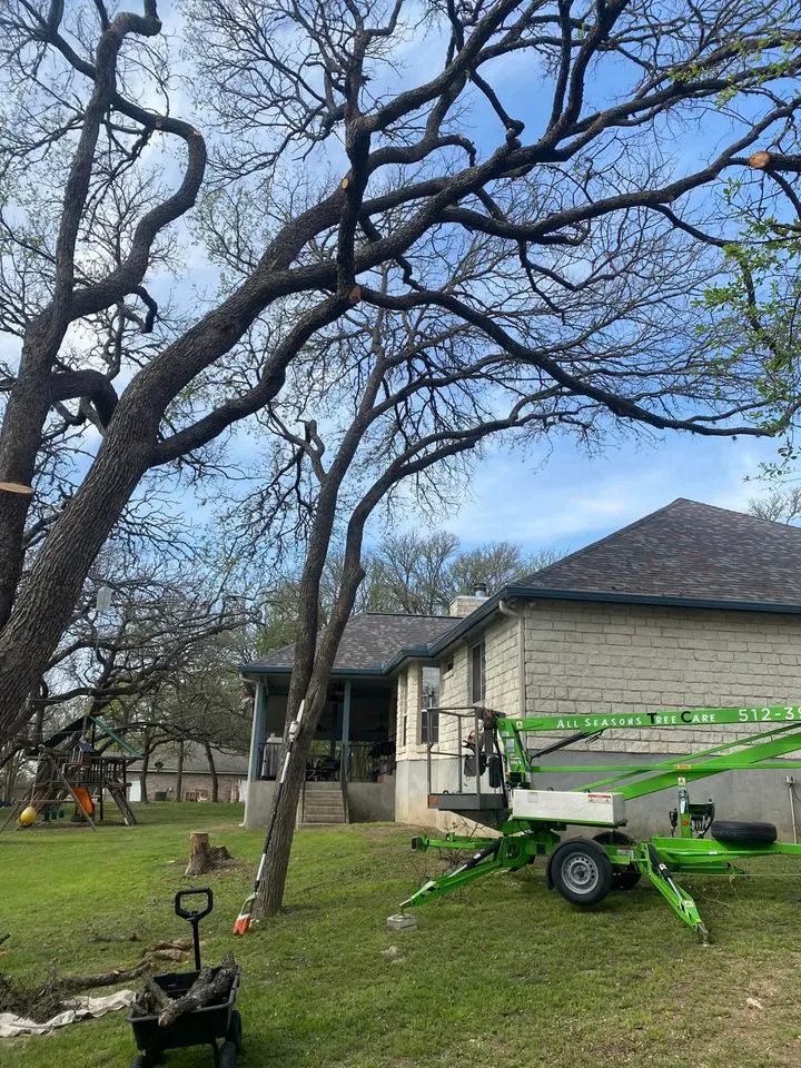 Tree Trimming