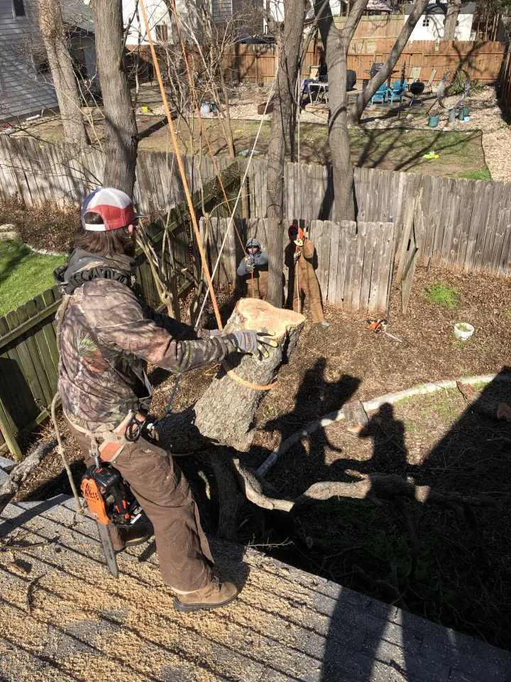 Tree care project 2