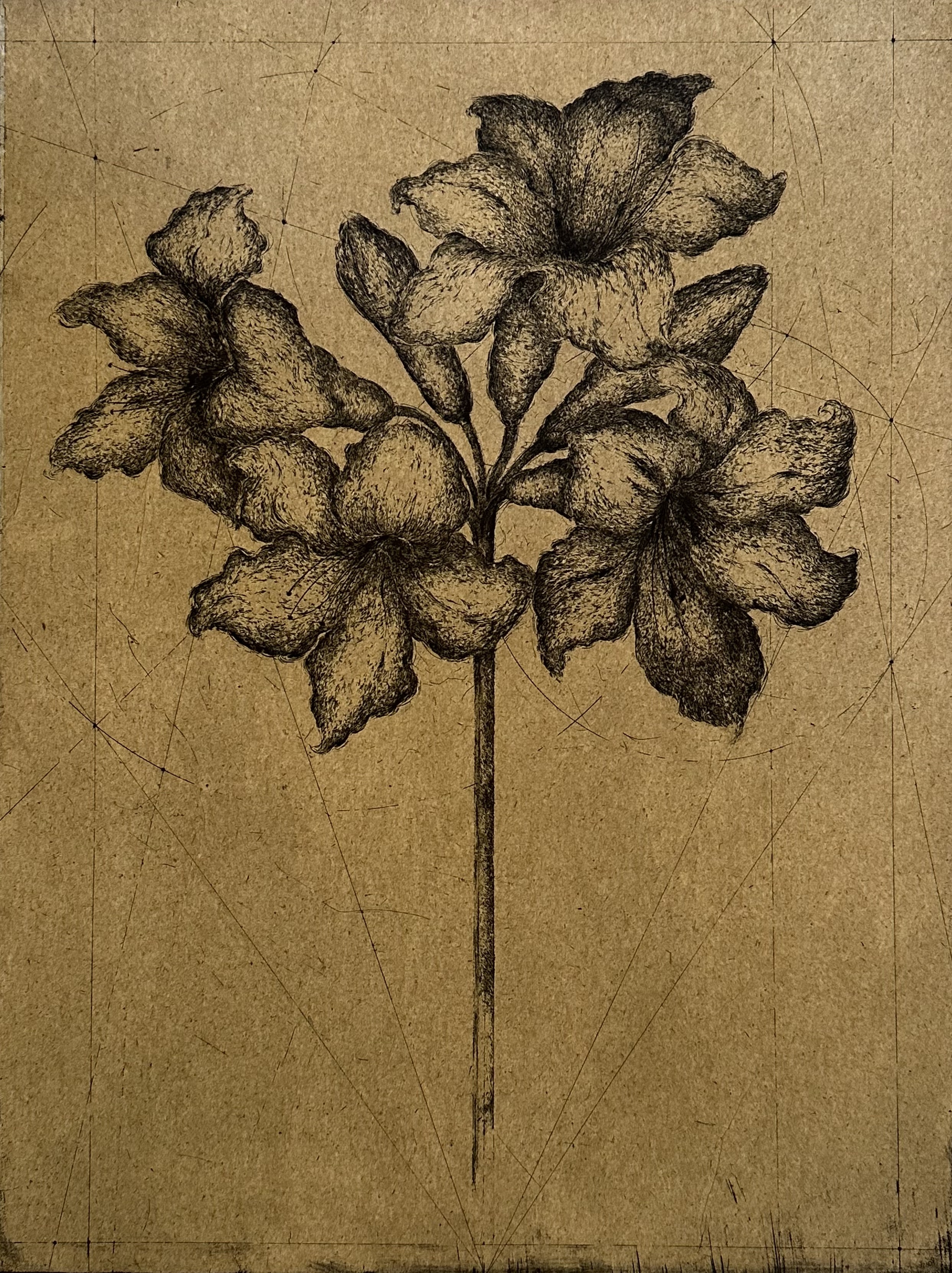 Amaryllis