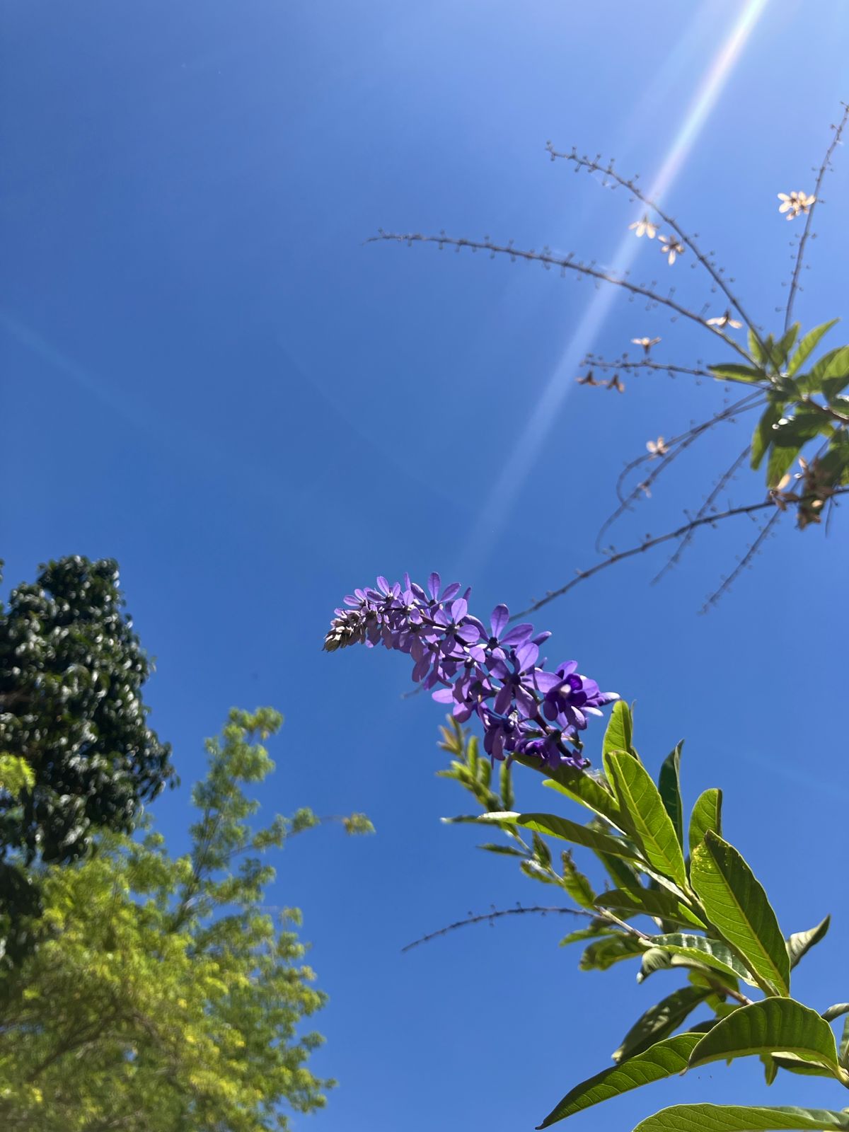Flores violeta bajo el cielo azul de Barichara con rayos de sol