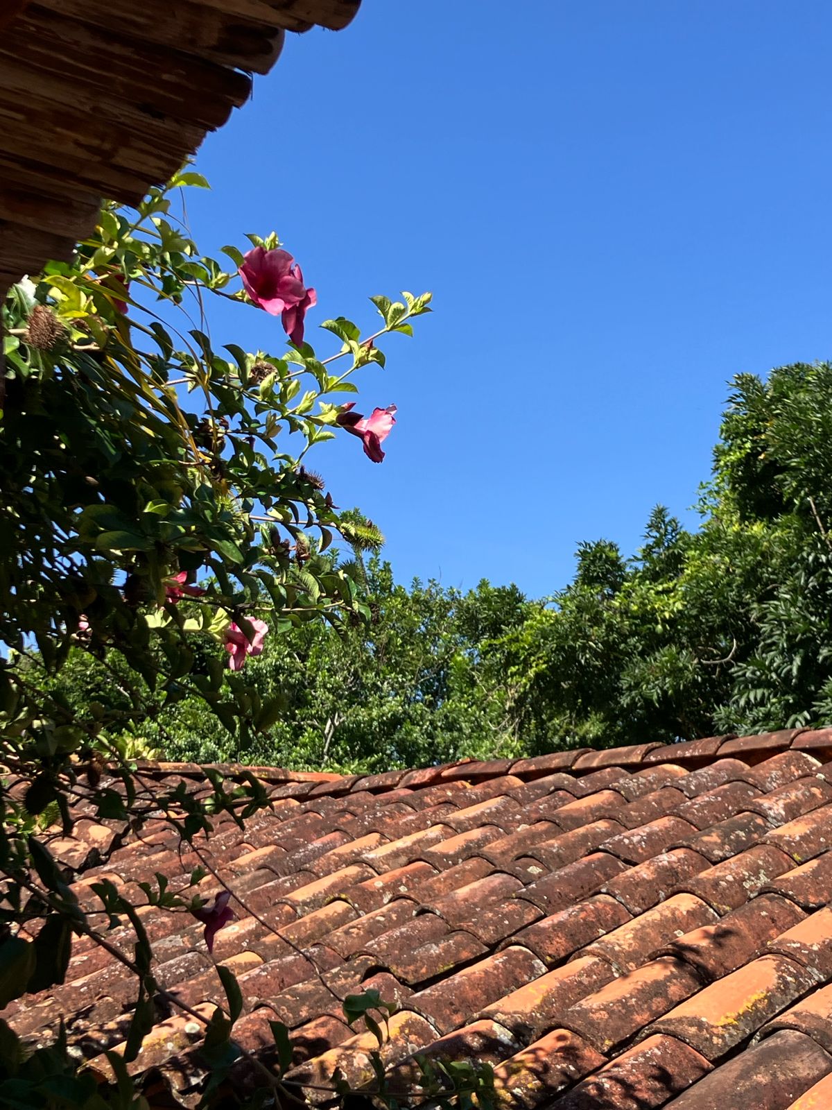 Tejas de barro con flores de hibisco rosado y cielo azul en Barichara