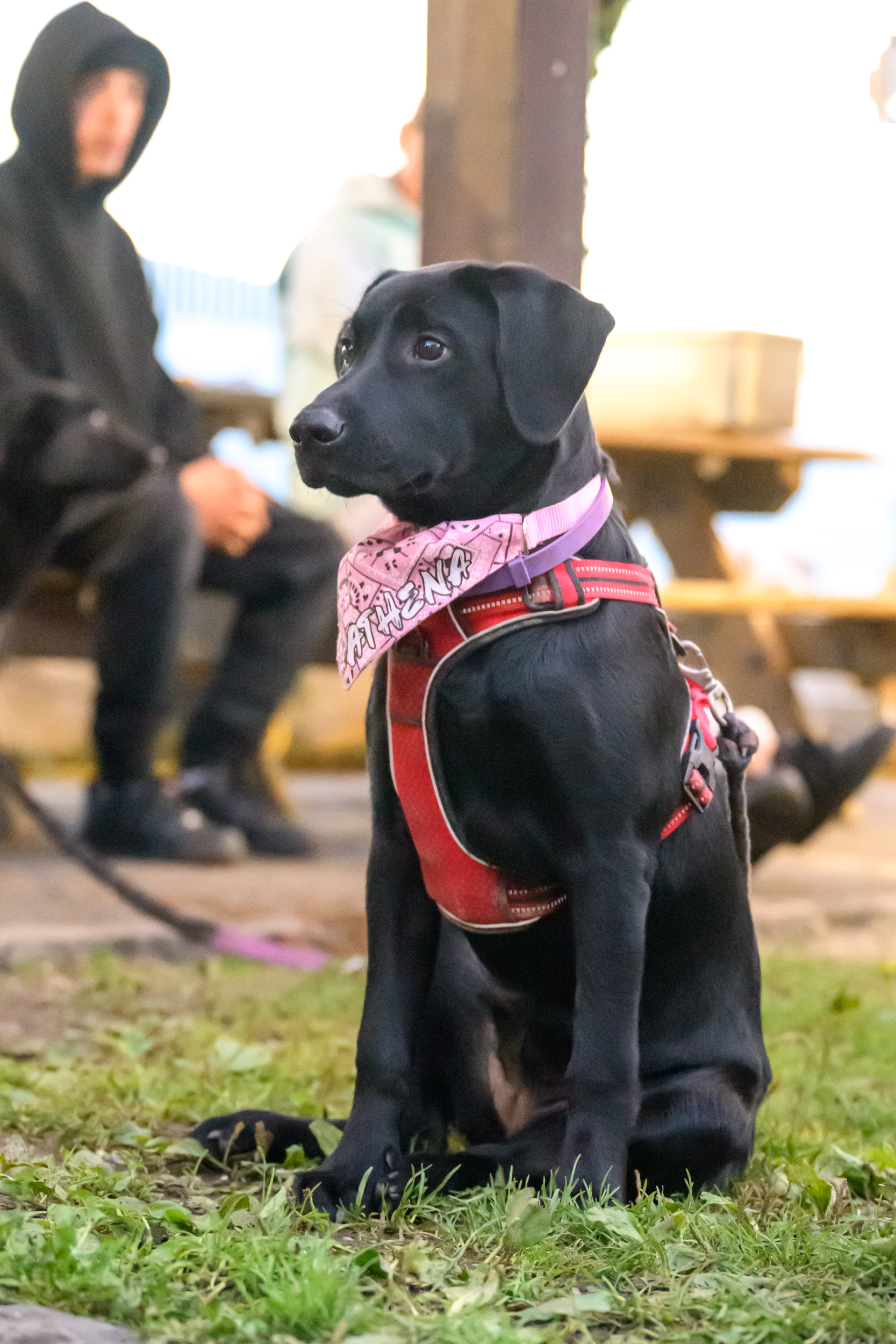 Athena la mascotte