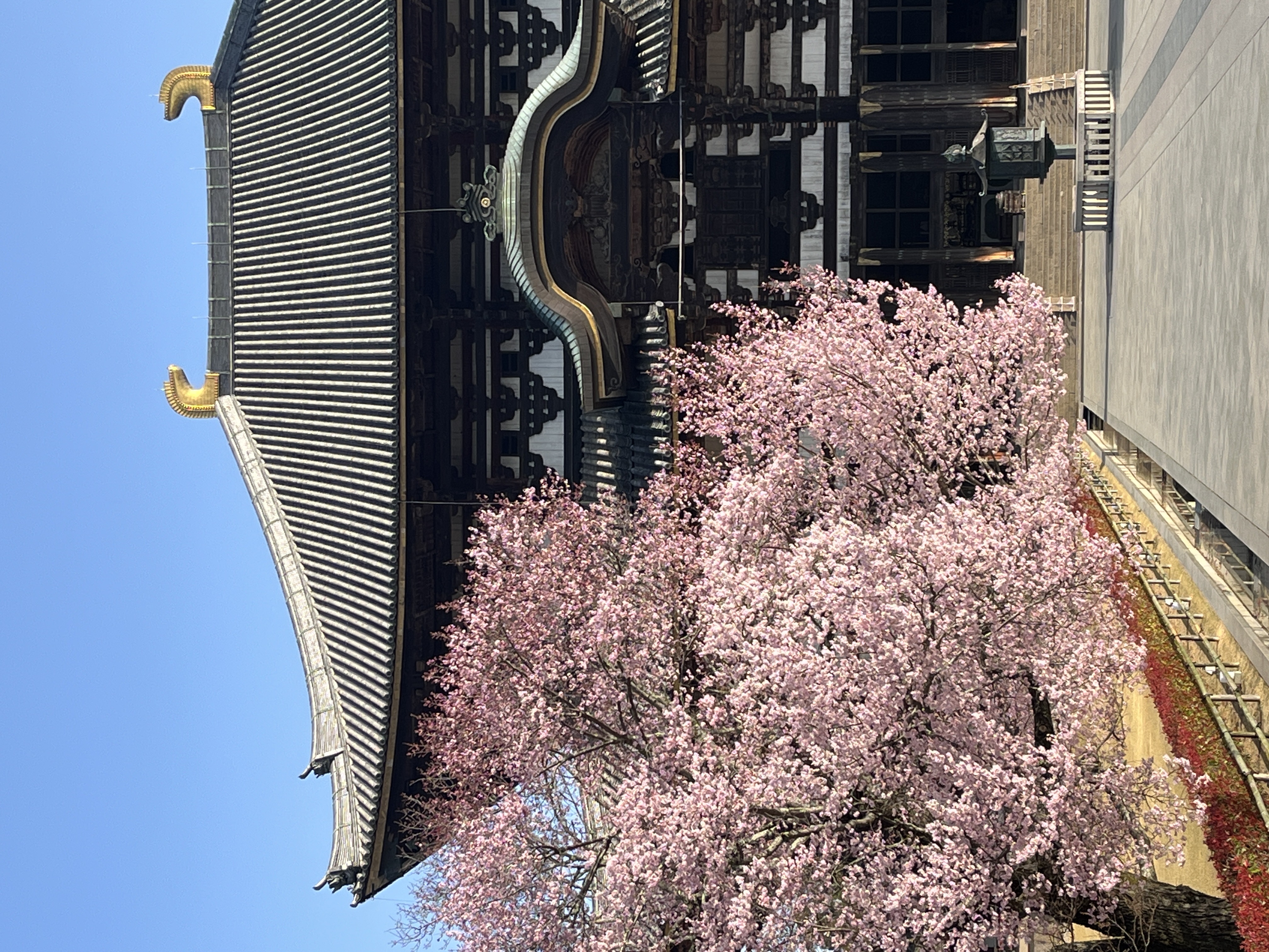 Cherry blossoms at temple