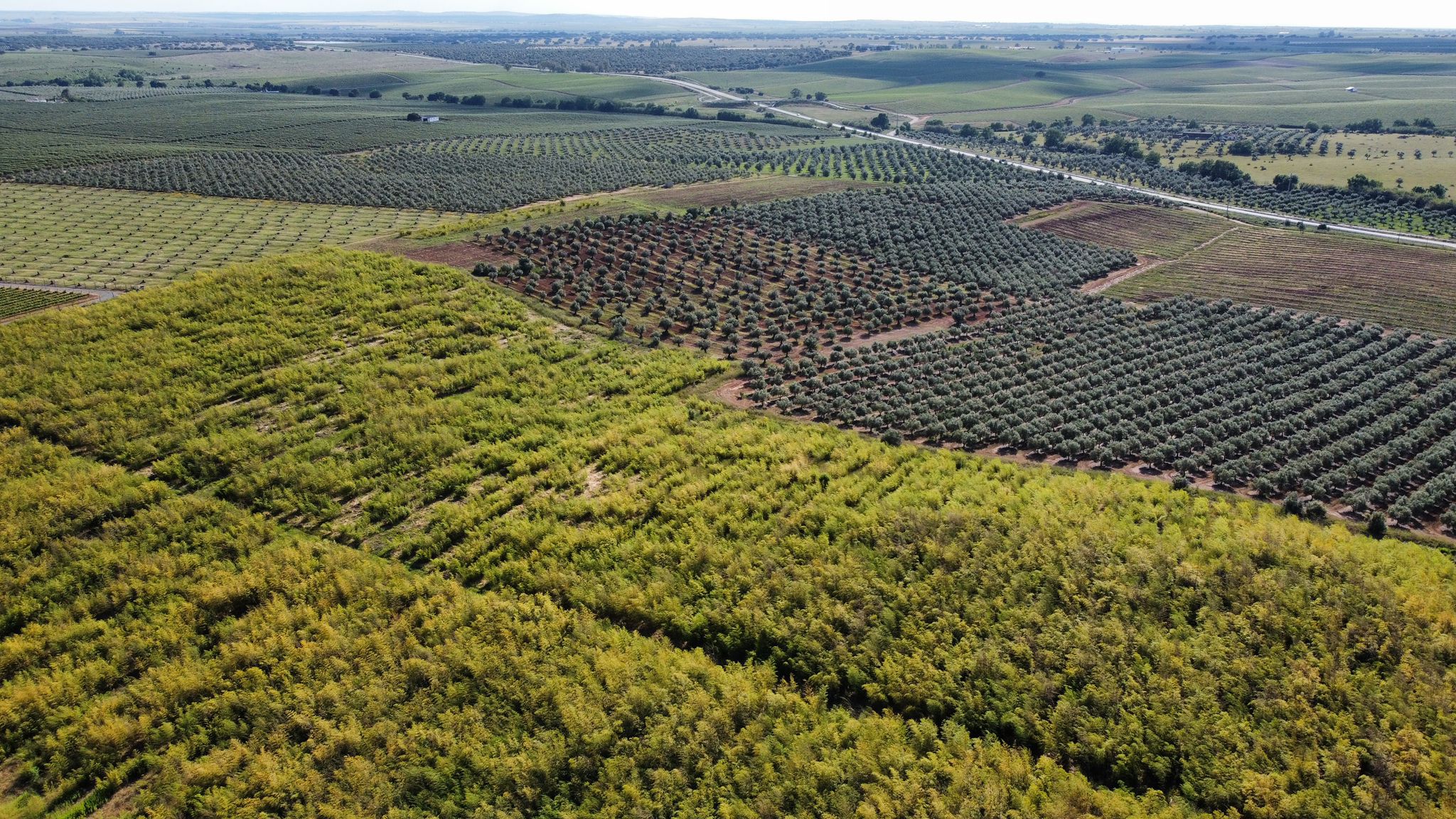 Aerial view of bamboo plantation in Vidigueira, Portugal