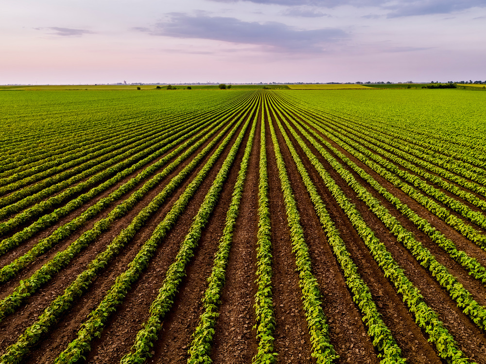 Large Scale Farm Operation