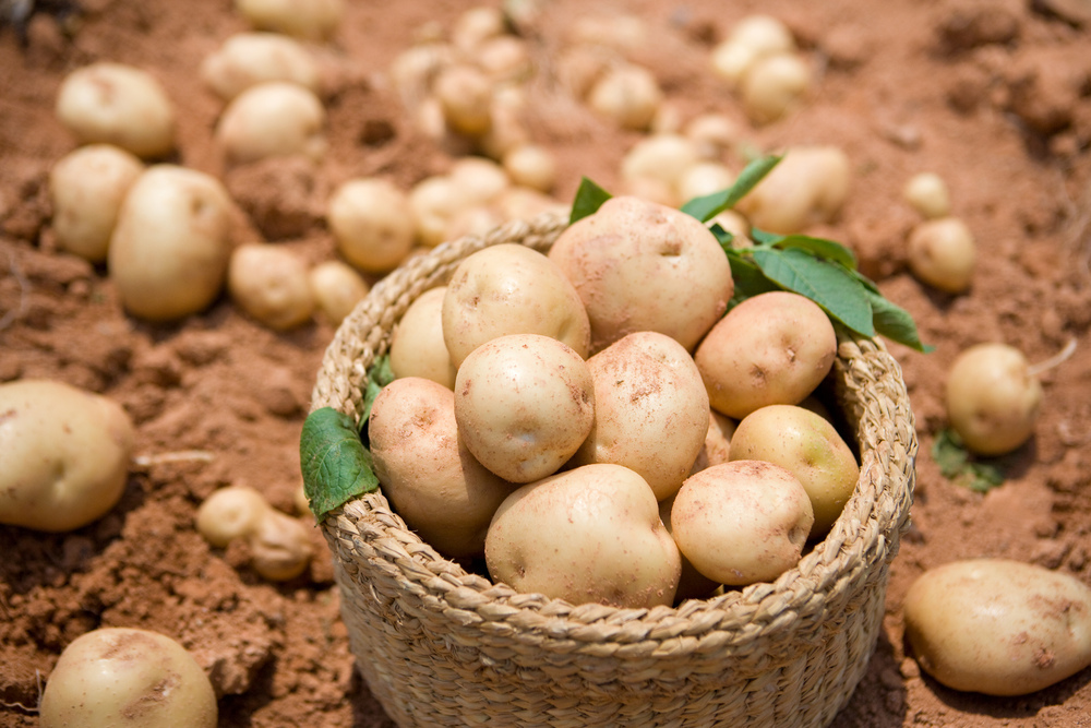 Fresh potatoes harvest in basket