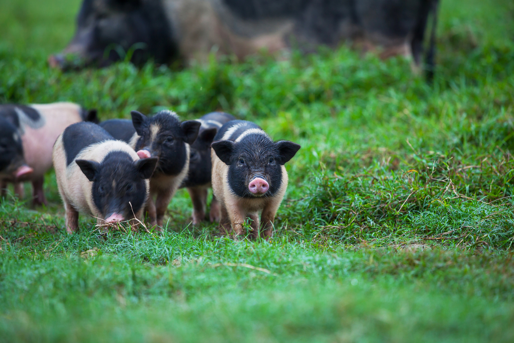 Young piglets on grass