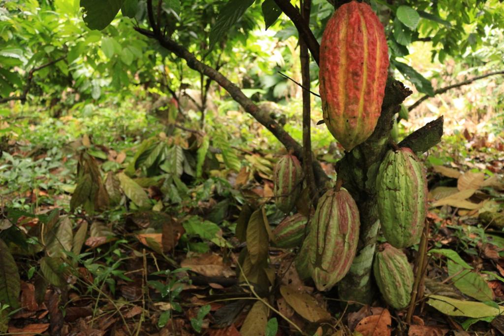 Arbol de cacao con frutos