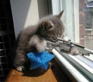 Sniper cat meme