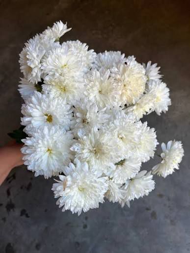 Chamanthi - White