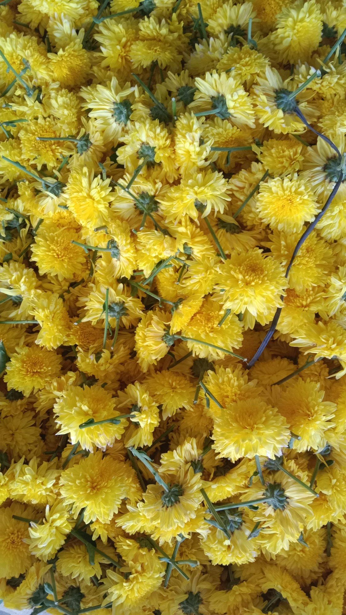 Chamanthi - Yellow