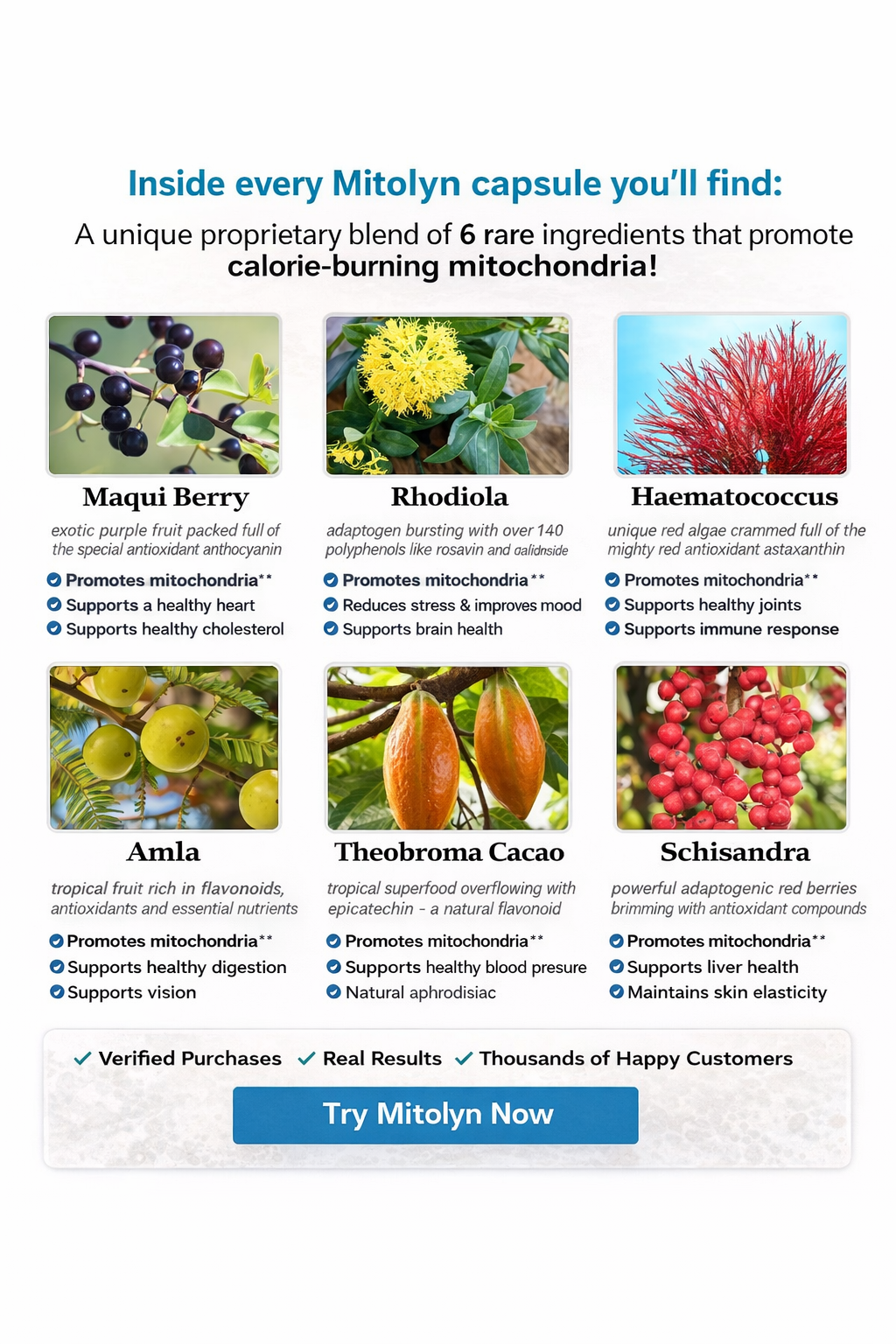 Mitolyn 6 rare ingredients - Maqui Berry, Rhodiola, Haematococcus, Amla, Theobroma Cacao, Schisandra - promoting calorie-burning mitochondria