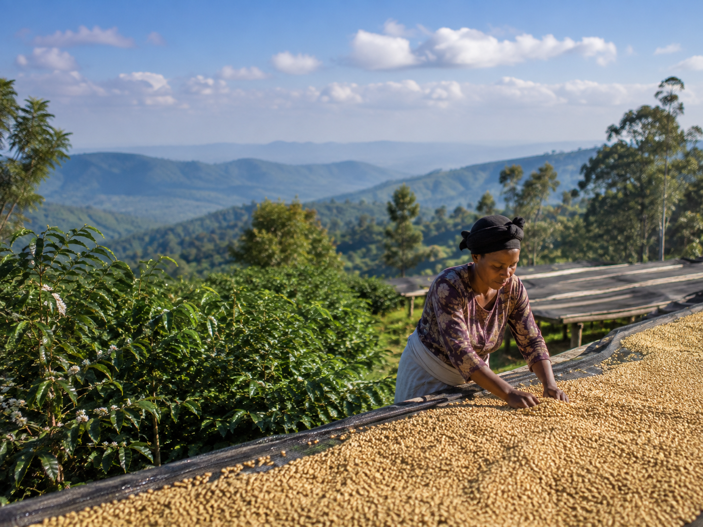 Coffee worker tending parchment coffee on raised beds in Ethiopia