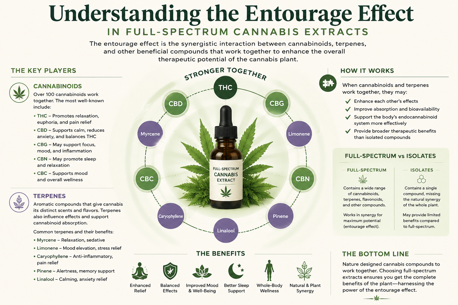 Understanding the Entourage Effect - Infographic showing cannabinoids, terpenes, and their synergistic interactions
