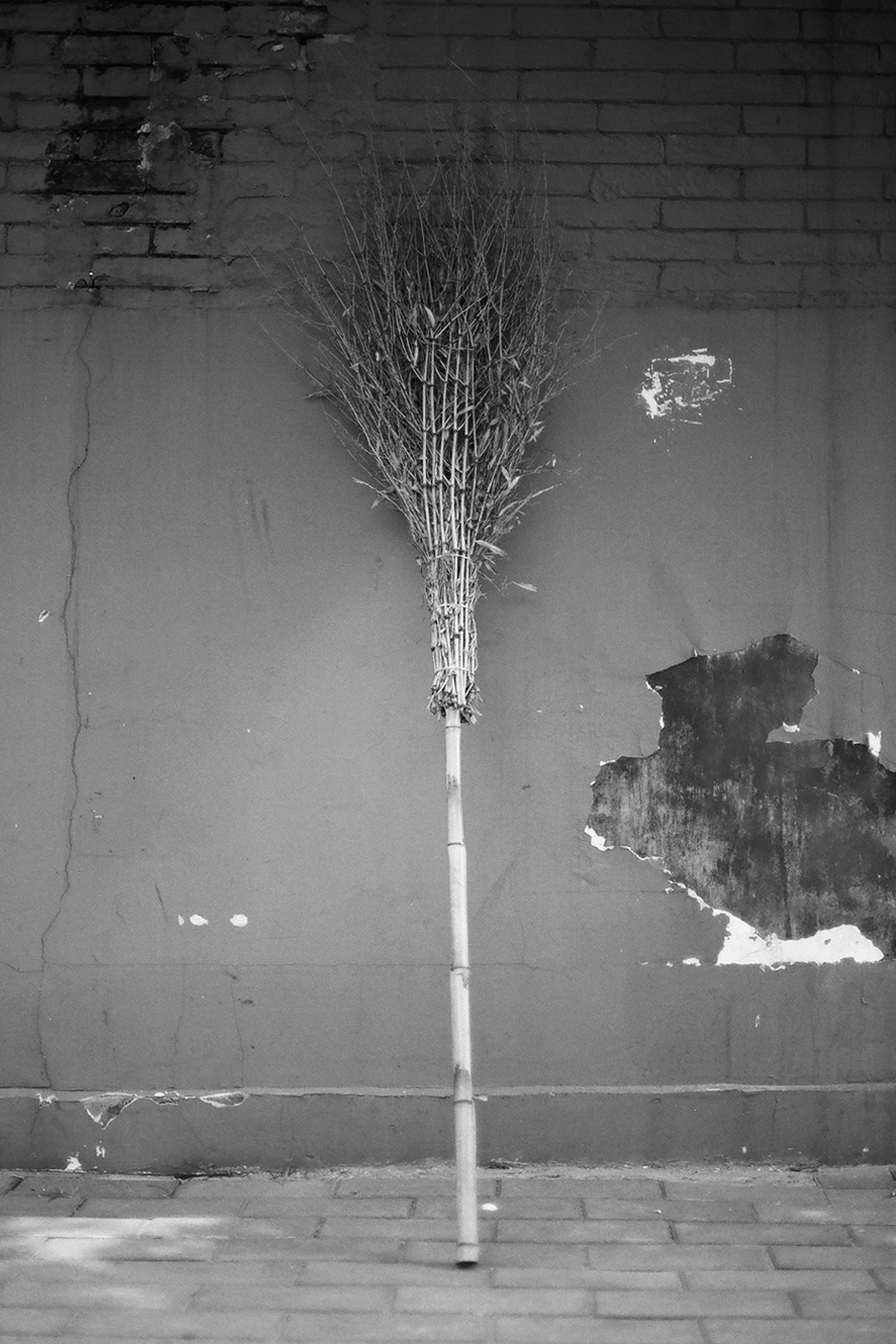 Dried plant seedhead against weathered concrete wall with peeling paint and patches