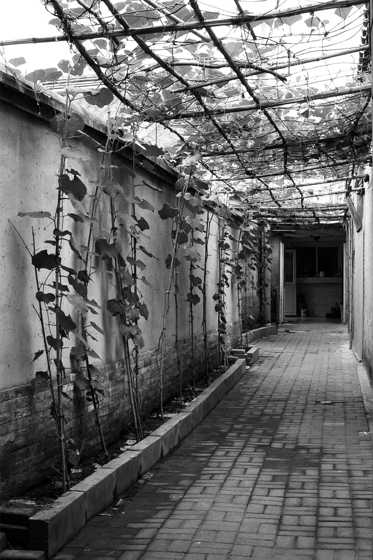 Garden pergola passageway lined with climbing vines and weathered wooden beams overhead