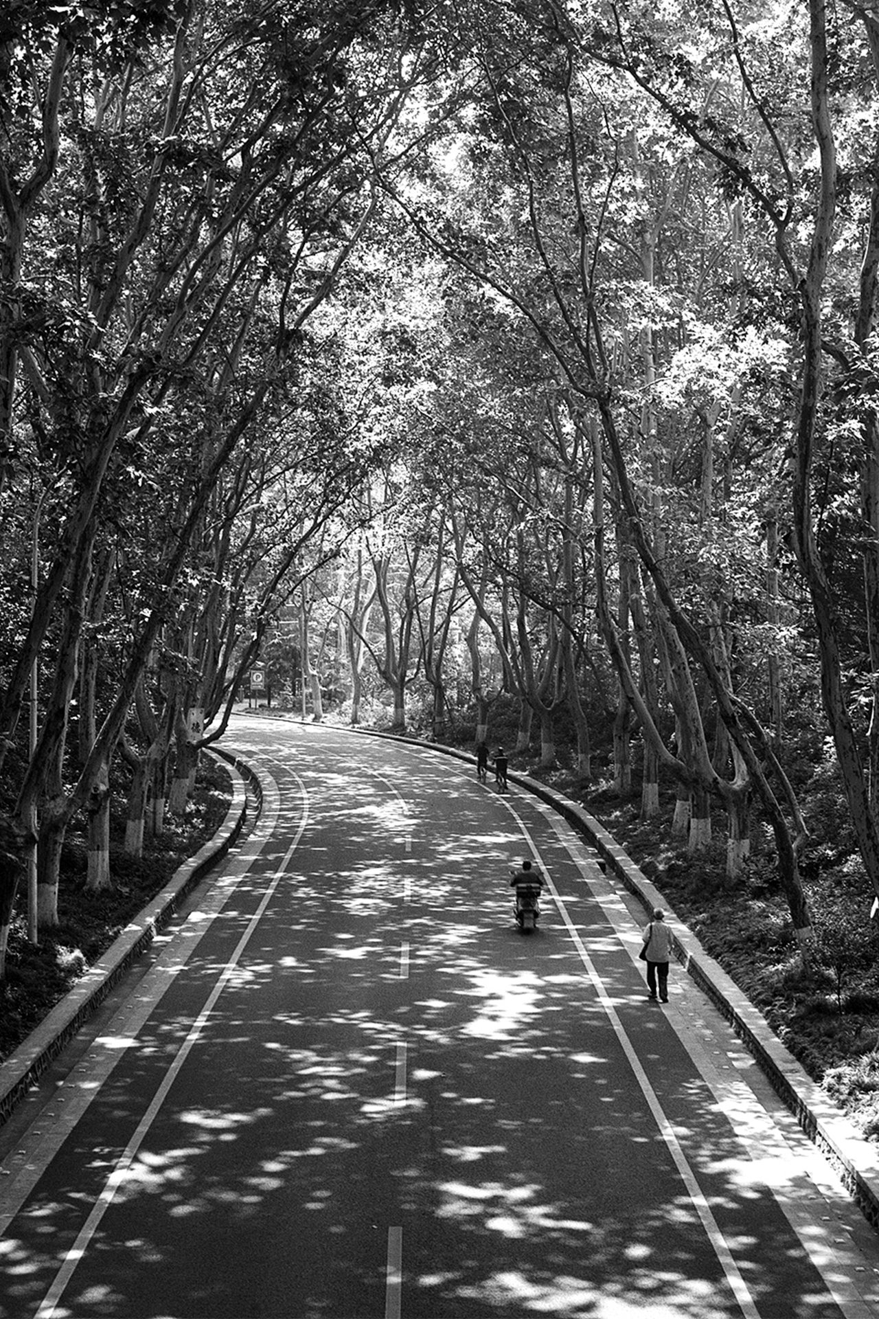 Tree-lined pathway with dappled sunlight creating patterns on paved road with figures walking