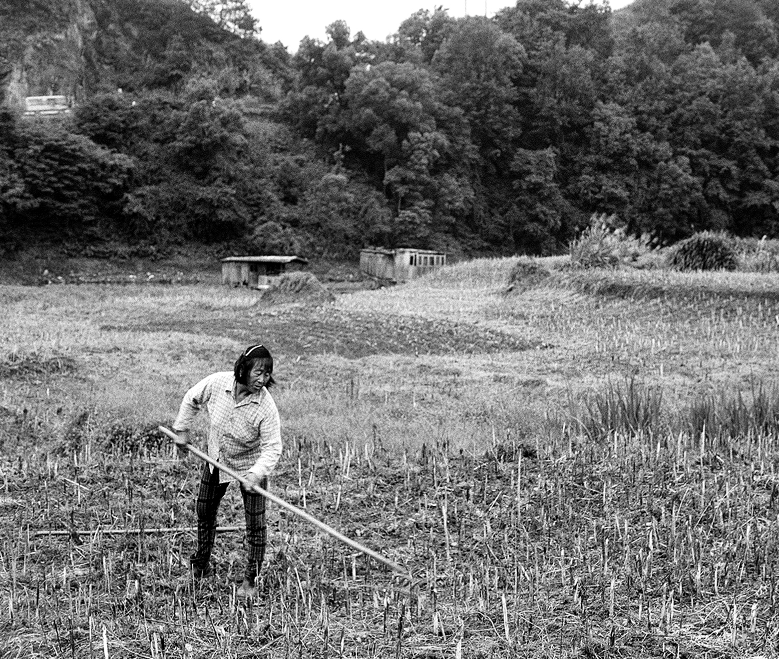 Woman working in rice field with hand tools and tall forested mountains in background