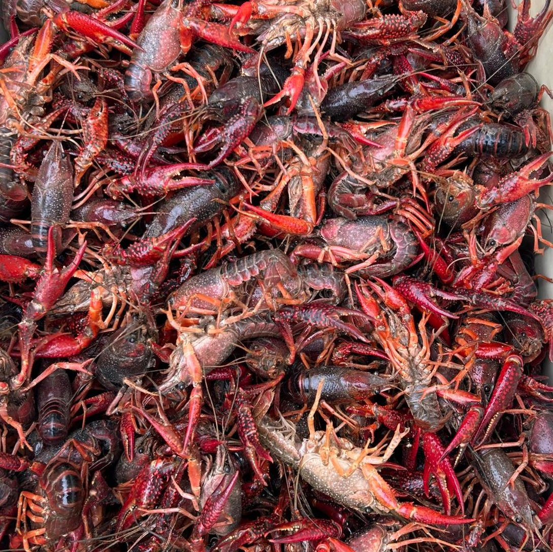 Fresh Crawfish