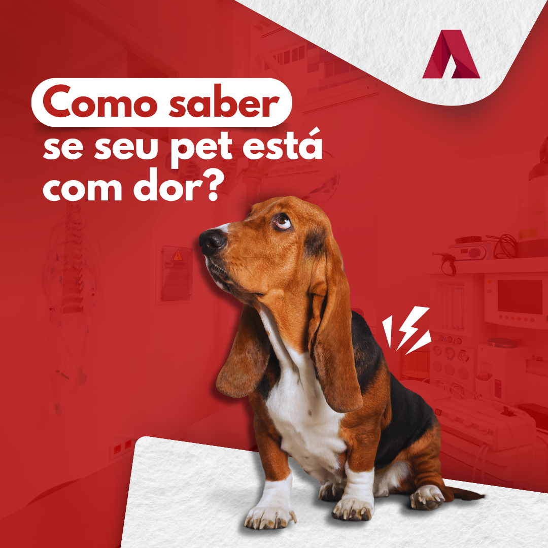 Pet com Dor — Post Clínica