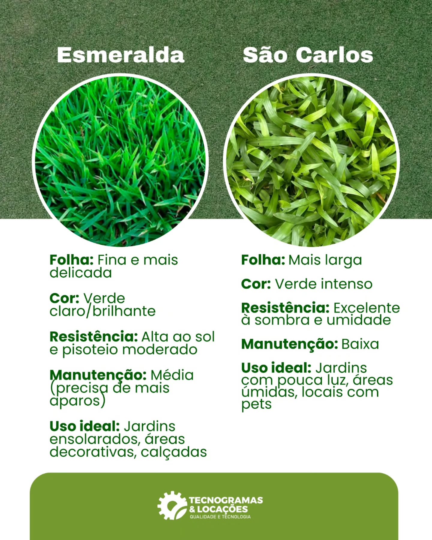 Comparação entre Grama Esmeralda e Grama São Carlos